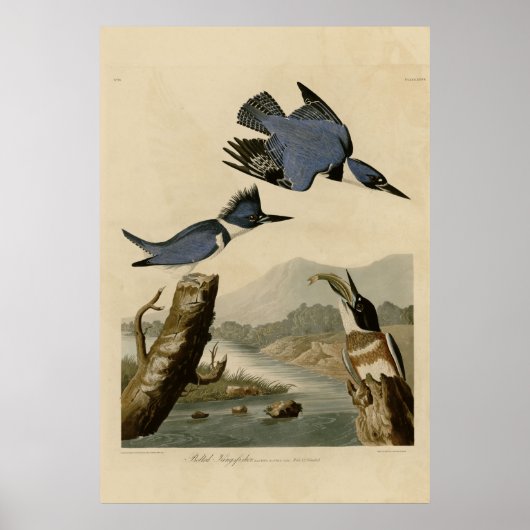 Belted Kingfisher Poster (Voorkant)