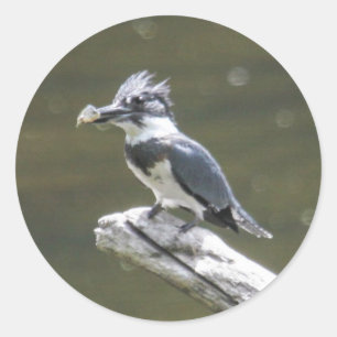 Belted Kingfisher Ronde Sticker
