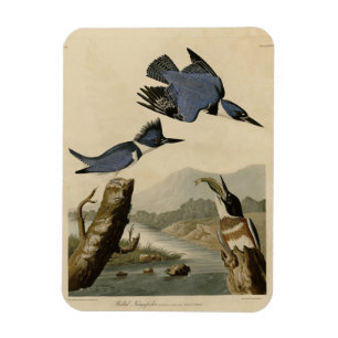 Belted Kingfisher uit Audubon's vogels in Amerika Magneet