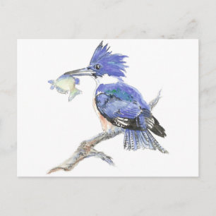 Belted Kingfisher, Vogel, Natuur, Wildlife, Briefkaart