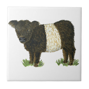 "Beltie" Belted Galloway Tegeltje
