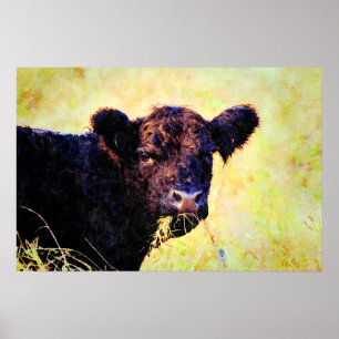 Beltie Koe Waterverf schilderen Belted Galloway Ar Poster