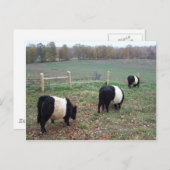 Beltie Kow Herd Along a Trail Briefkaart (Voorkant / Achterkant)