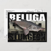 Beluga Sturgeon Briefkaart (Voorkant / Achterkant)