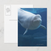 Beluga walvis (Delphinapterus leucas) Briefkaart (Voorkant / Achterkant)