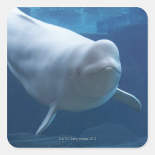 Beluga walvis (Delphinapterus leucas) Vierkante Sticker