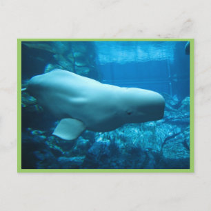 Beluga-walvis in aquarium in Georgia Briefkaart