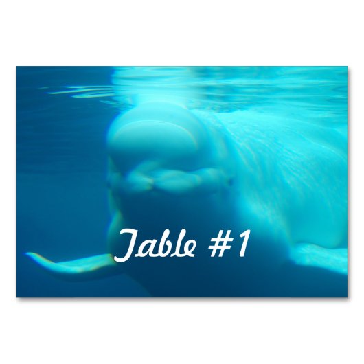 Beluga-walvis Kaart (Voorkant)
