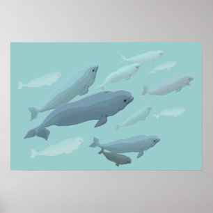 Beluga Whale Art Imprimer Marinelife Whale Poster