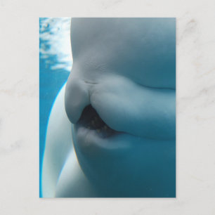 Beluga Whale Briefkaart