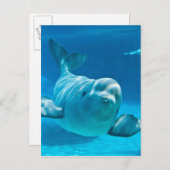Beluga Whale Briefkaart (Voorkant / Achterkant)