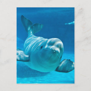 Beluga Whale Briefkaart