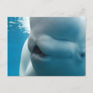 Beluga Whale Briefkaart