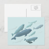 Beluga Whale Briefkaarten Canadian Beluga Whale Ca (Voorkant / Achterkant)