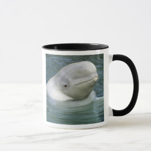 Beluga Whale, Delphinapterus leucas) Mok