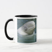 Beluga Whale, Delphinapterus leucas) Mok (Links)