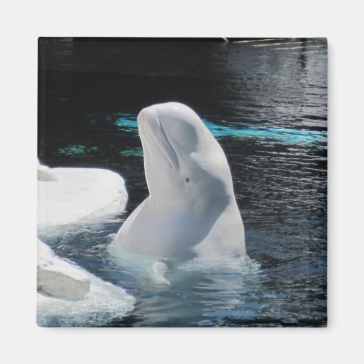 Beluga Whale Gifts Magneet (Voorkant)