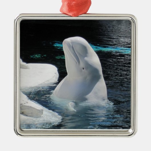 Beluga Whale Ornament (Voorkant)