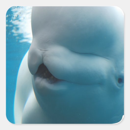 Beluga Whale Stickers (Voorkant)