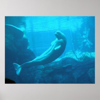 Beluga Whales II Poster