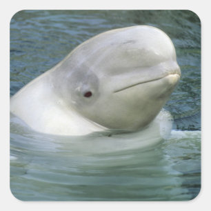 Belugawalvis, Delphinapterus leucas) Vierkante Sticker