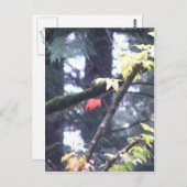 Ben zelf briefkaart (Voorkant / Achterkant)