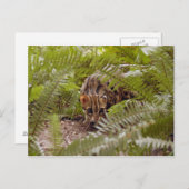 Bengaal Cat 003 Briefkaart (Voorkant / Achterkant)