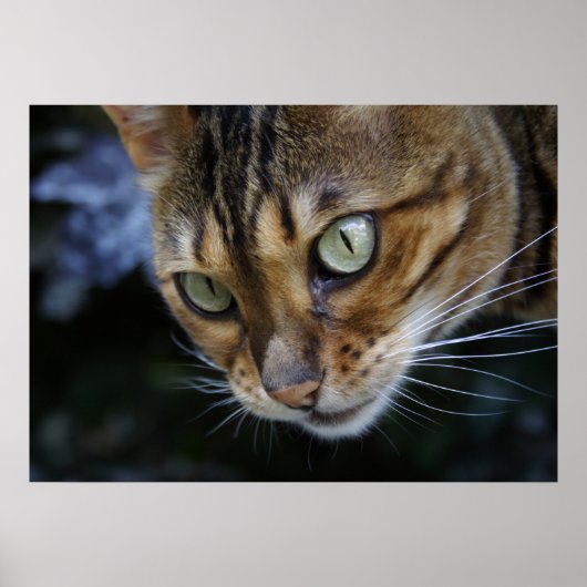 Bengaal kat spioneren poster (Voorkant)