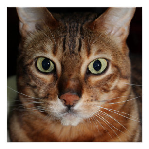 Bengaal Poster met kattenverlies, foto-wandkunst Perfect Poster