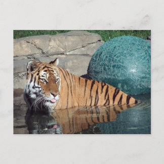 Bengaal Tiger Briefkaart #1
