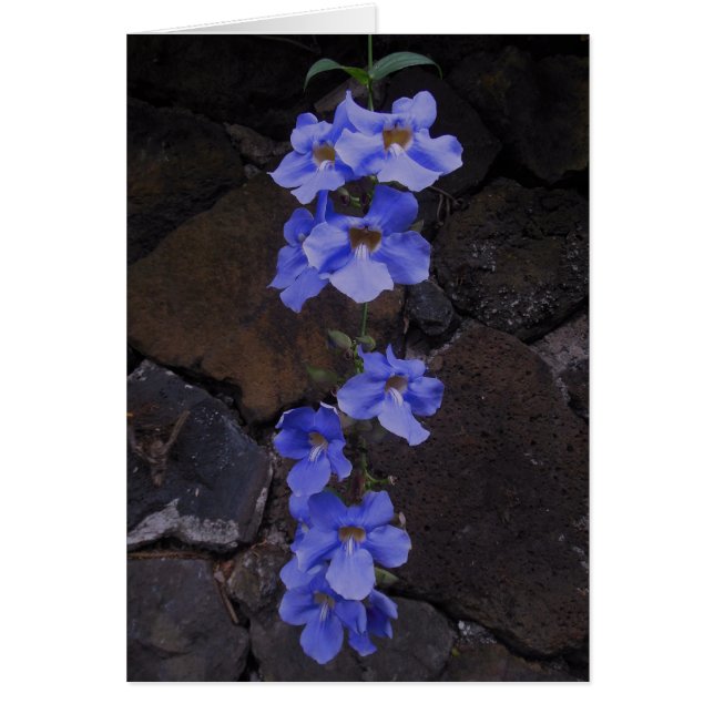 Bengaal Trumpet (Voorkant)