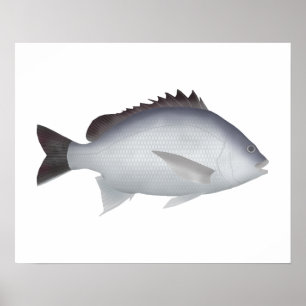 bengaalse geelvinzeebrasem poster