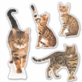Bengaalse kat Stickers (Voorkant)