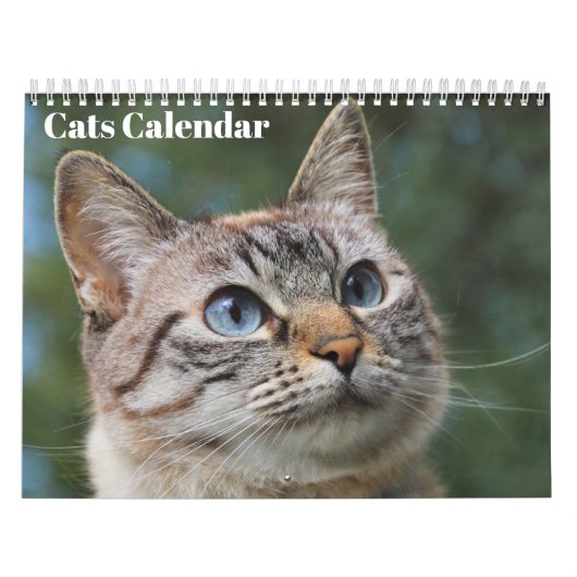 Bengaalse katten 2025 Kalender (Hoes)