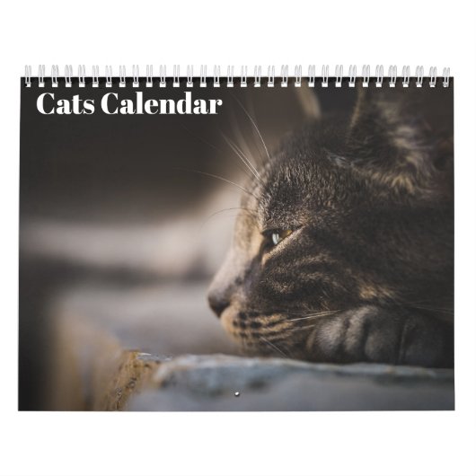 Bengaalse katten 2025 Kalender (Hoes)