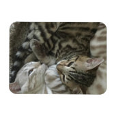 Bengaalse kittens magneet (Horizontaal)
