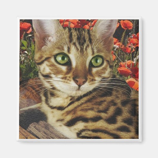 Bengaalse magneten (Voorkant)