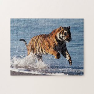 Bengaalse Tijger (Panthera Tigris) Legpuzzel