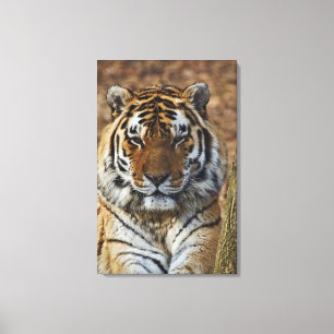 Bengaalse Tijger, Panthera tigris, Louisville Zoo, Canvas Afdruk