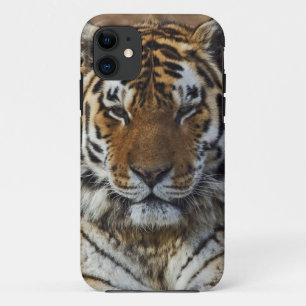 Bengaalse Tijger, Panthera tigris, Louisville Zoo, iPhone 11 Hoesje
