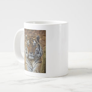 Bengaalse Tijger, Panthera tigris, Louisville Zoo, Extra Grote Mok
