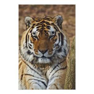 Bengaalse Tijger, Panthera tigris, Louisville Zoo, Foto Afdruk