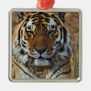 Bengaalse Tijger, Panthera tigris, Louisville Zoo, Metalen Ornament