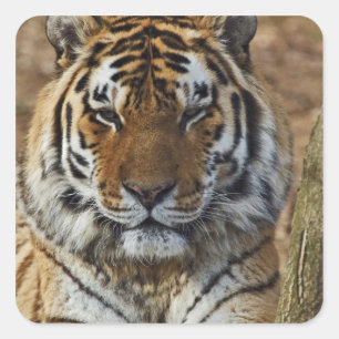 Bengaalse Tijger, Panthera tigris, Louisville Zoo, Vierkante Sticker