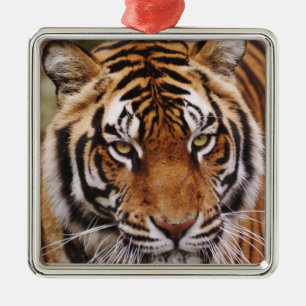 Bengaalse Tijger, Panthera tigris Metalen Ornament