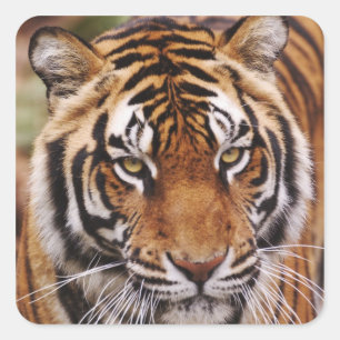 Bengaalse Tijger, Panthera tigris Vierkante Sticker
