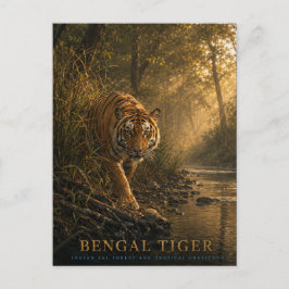 Bengaalse Tijger Sal Woud DIEREN Briefkaart