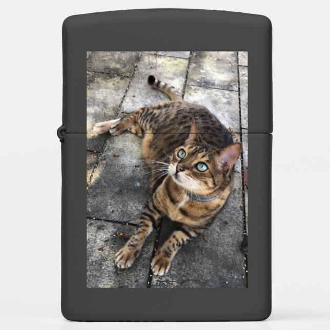 Bengal Cat Sleeping Bengal  (Voorkant)