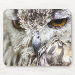 Bengal Eagle Owl Muismat