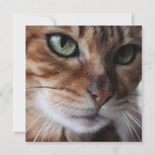Bengal Kat Gezichtsfoto, Pas dit aan Feestdagenkaart